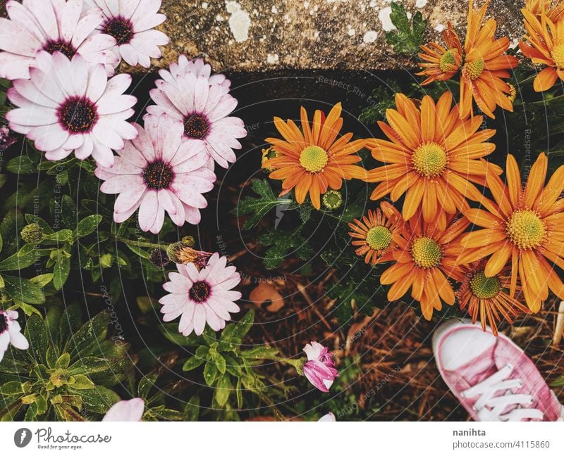 floral patter of dimorphoteca ecklonis, african daisy spring flowers beautiful plant amazing bloom in bloom blossoming macro close close up nature natural fresh