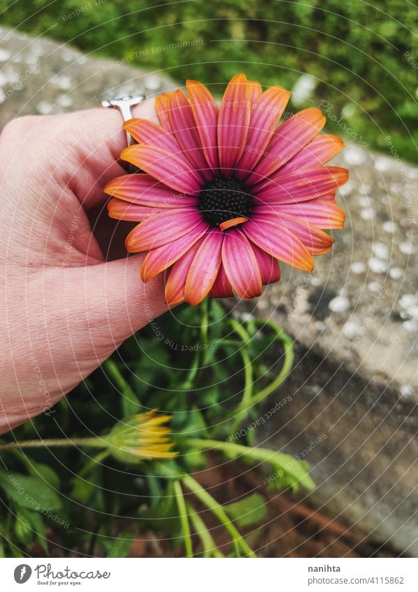 floral patter of dimorphoteca ecklonis, african daisy spring flowers beautiful plant amazing bloom in bloom blossoming macro close close up nature natural fresh