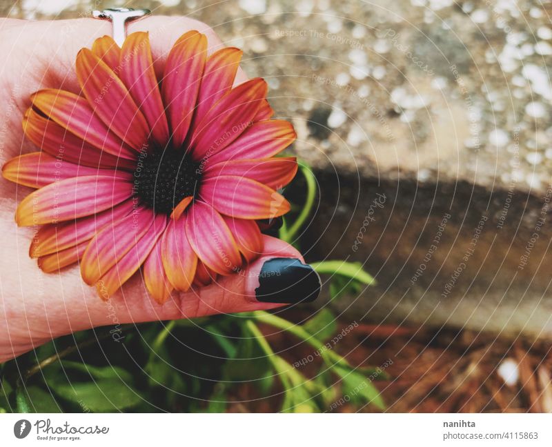 floral patter of dimorphoteca ecklonis, african daisy spring flowers beautiful plant amazing bloom in bloom blossoming macro close close up nature natural fresh