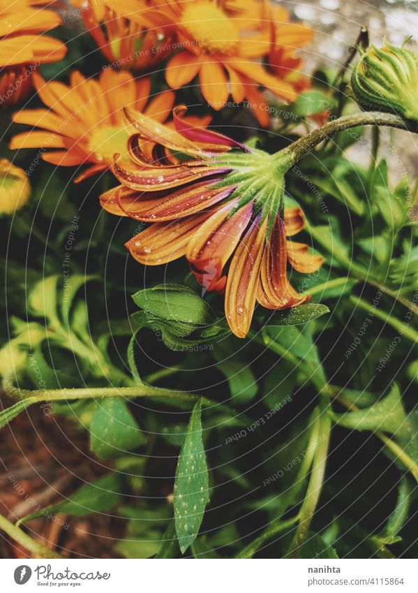 Orange dimorphoteca ecklonis, african daisy spring floral flowers beautiful plant amazing bloom in bloom blossoming macro close close up nature natural fresh