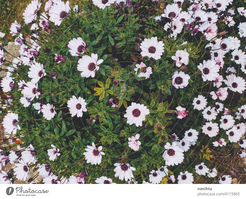 floral patter of dimorphoteca ecklonis, african daisy spring flowers beautiful plant amazing bloom in bloom blossoming macro close close up nature natural fresh