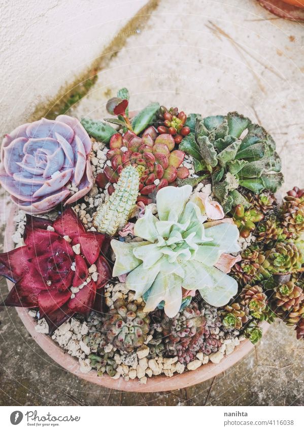 Mixed pots of rare succulent plants exotic mix potted plant echeveria crassula graptoveria sedum pachyphytum color colorful stress stressed plant garden