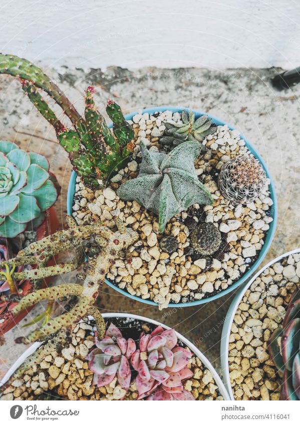 Mixed pots of rare succulent plants exotic mix potted plant echeveria crassula graptoveria sedum pachyphytum color colorful stress stressed plant garden