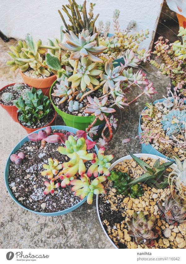 Mixed pots of rare succulent plants exotic mix potted plant echeveria crassula graptoveria sedum pachyphytum color colorful stress stressed plant garden