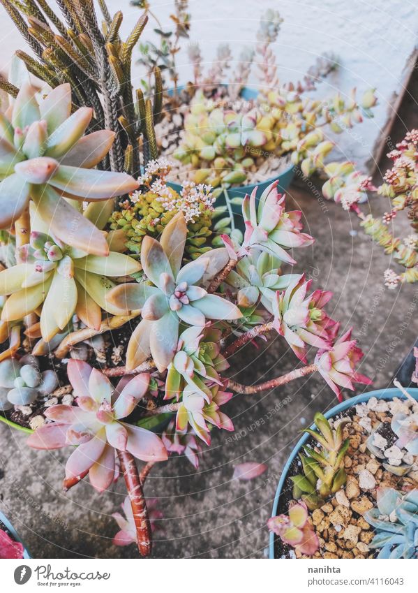 Mixed pots of rare succulent plants exotic mix potted plant echeveria crassula graptoveria sedum pachyphytum color colorful stress stressed plant garden