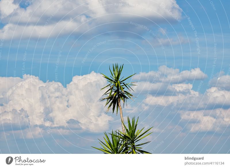 Lonely palm tree in front of cloudy summer sky (unimaginative title) Palm tree Sky Clouds Summer Tree Plant Exterior shot Vacation & Travel Deserted Nature Day