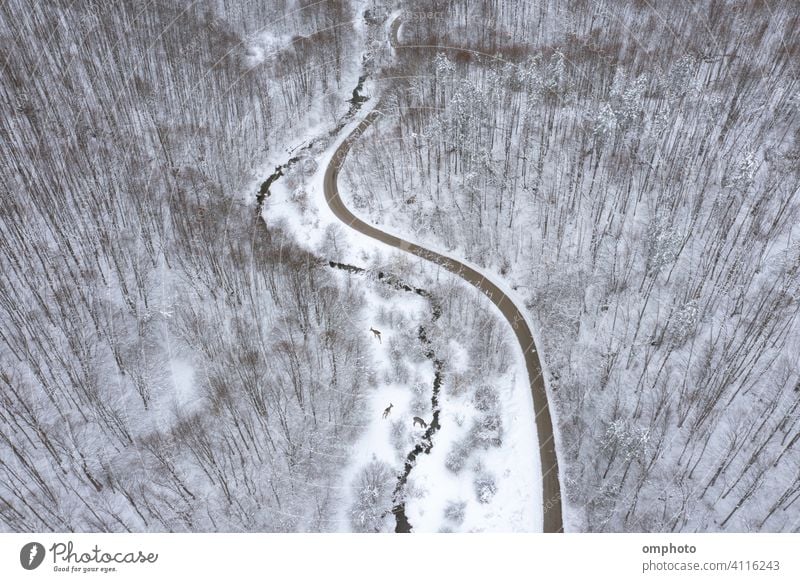 Mountain Road Meandering Stream Deer and Roe Deers forest stream deer roe roedeer hind animals wild three road river mountain oak beech pines aerial drone view