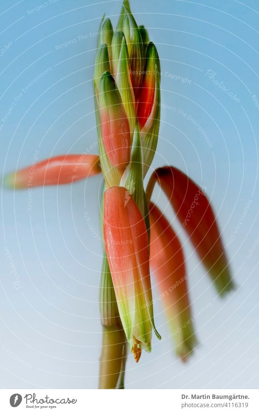 Inflorescence of Aloe humilis from South Africa is pollinated by birds inflorescence Blossom Blossoming South African Plant succulent Houseplant