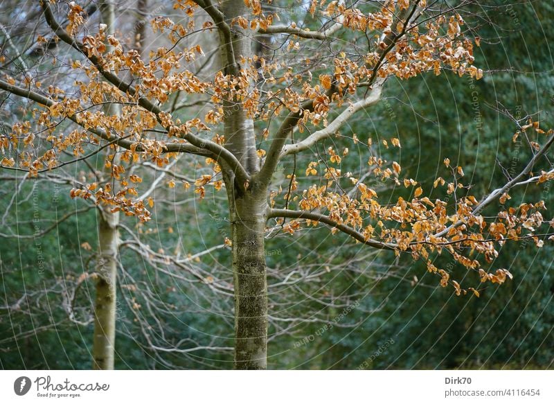 Winter tree with brown foliage Deciduous tree Autumn leaves Bleak bare tree Autumnal trunk Tree trunk Environment Autumnal colours Leaf Exterior shot Deserted