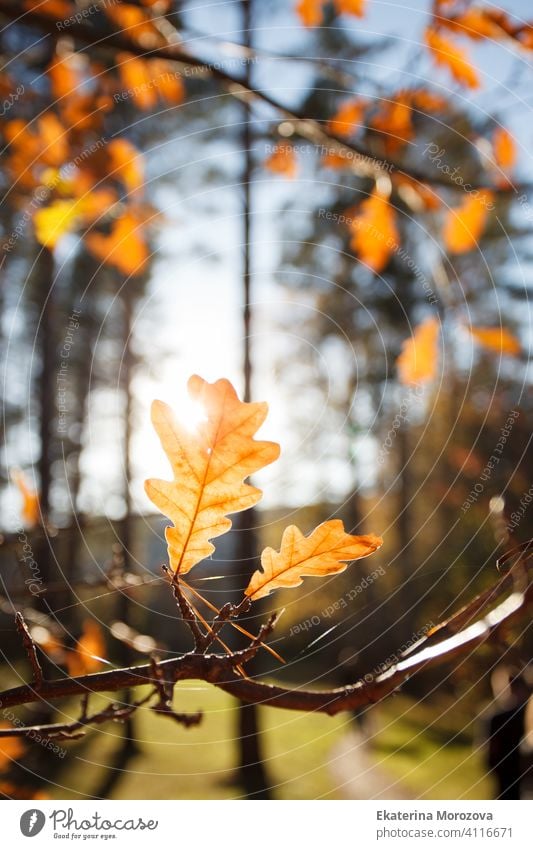 Beautiful autumn landscape with yellow trees and sun. Colorful foliage in the park. Falling leaves natural background, banner, flyer, bright warming concept, copy space