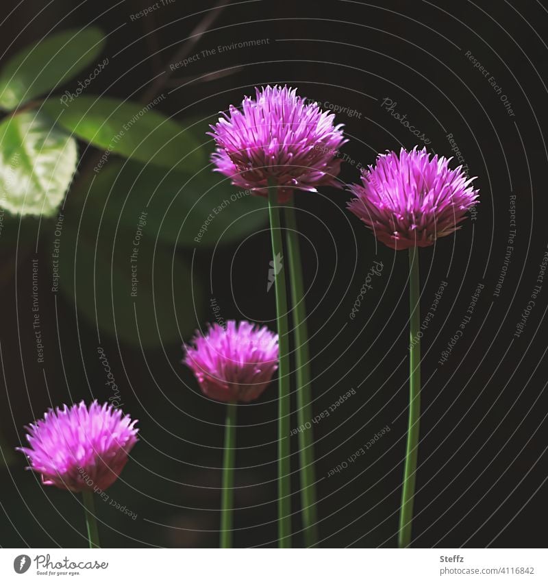 Chives in light and shade Chive blossoms allium Domestic Allium schoenoprasum leek Leek vegetable spring blossoms kitchen spice seasoning Seasoning herb