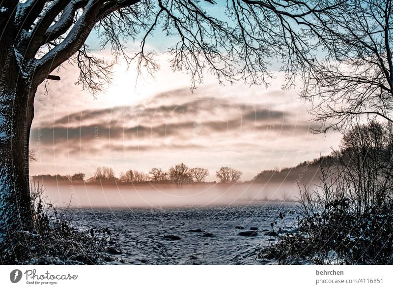 mysterious Colour photo Climate Gorgeous Enchanted forest Mysterious Fog Winter's day Snow layer Winter walk idyllically Dreamily Fabulous Snowscape pretty