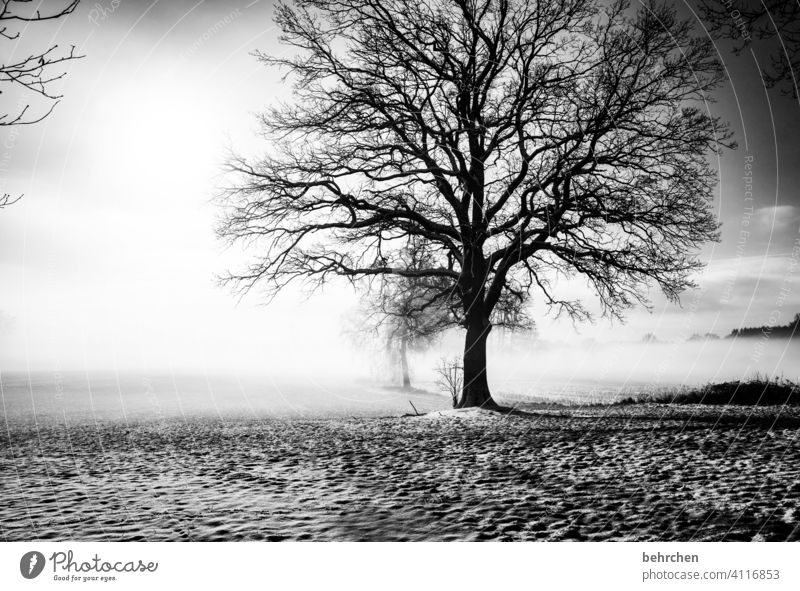 hibernation Shadow Mystic Mysterious idyllically Dreamily pretty Exterior shot Climate Fog Snow layer Agriculture Tree trunk Branches and twigs