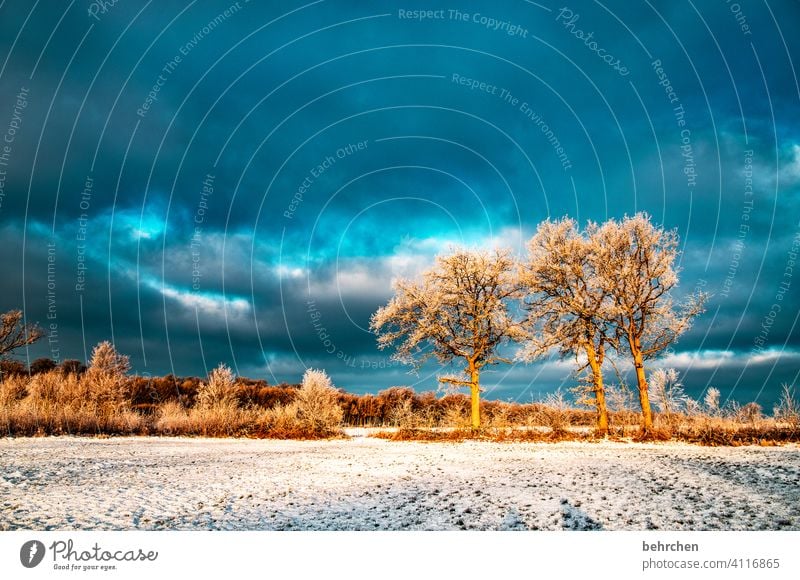 winterpunk Winter forest Enchanted forest Tree trunk Branches and twigs Climate Gorgeous Dream pretty Dreamily idyllically Snow layer Snowscape Home country