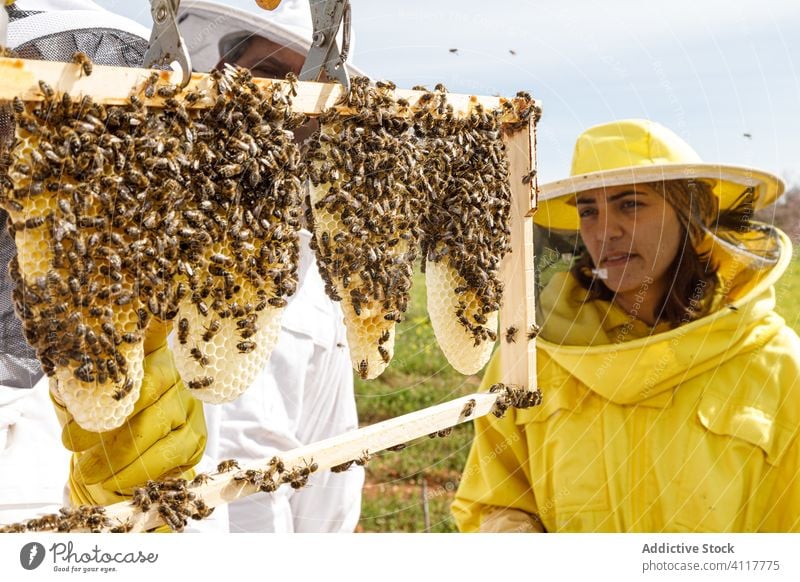 Beekeepers checking beehives in apiary beekeeper honeycomb work frame inspect tool together examine professional summer season job occupation process apiculture