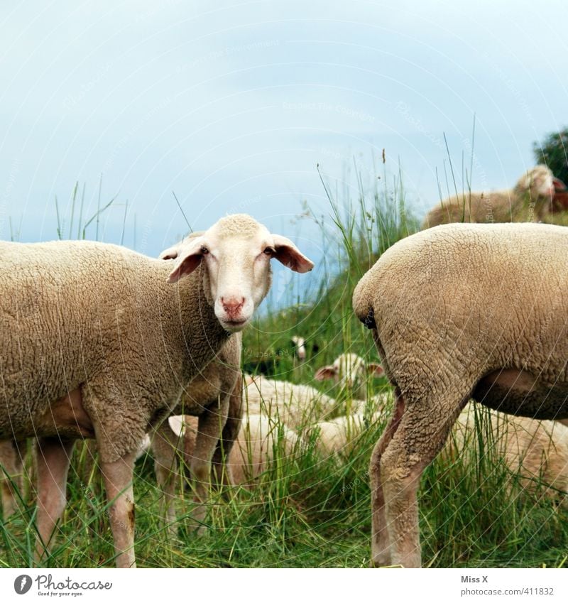 anterior face Grass Meadow Field Animal Farm animal Group of animals Herd To feed Hind quarters Sheep Flock Sheepskin Moorland sheep Smelly Colour photo