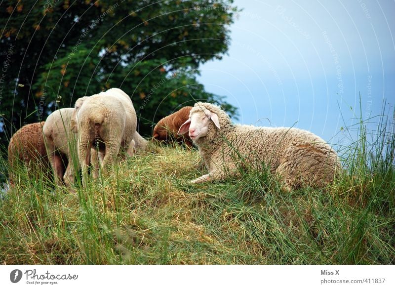 sheep Meadow Field Farm animal Herd To feed Lie Sheep Flock Sheepskin Shepherd Hill Pasture graze Colour photo Exterior shot Deserted Copy Space top