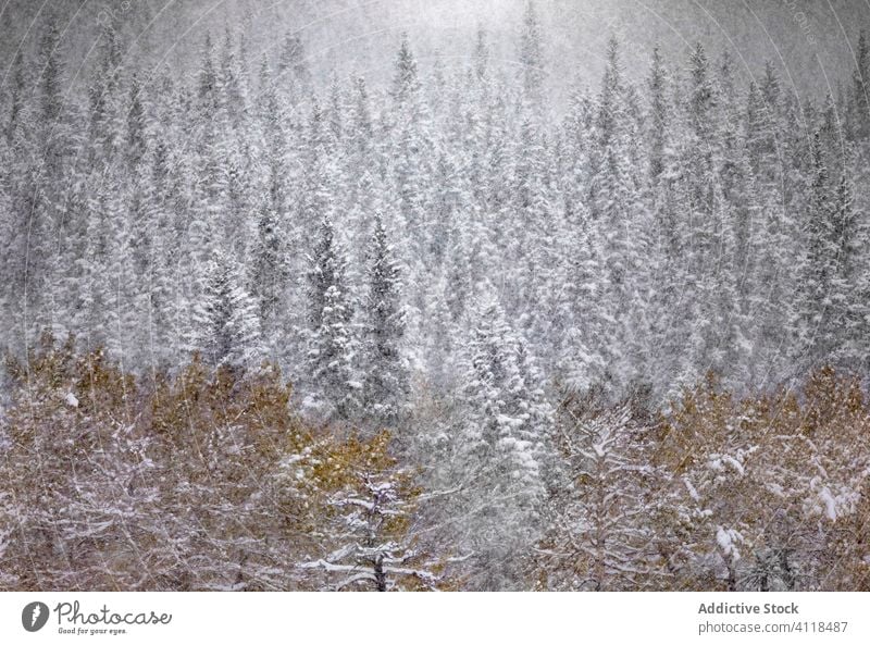 Winter landscape with snowy forest winter snowfall tranquil tree nature season coniferous woods spruce cold pine countryside canada plant wild evergreen scenic