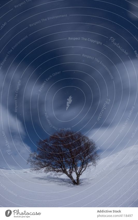 Lonely tree in snowy valley winter landscape lonely sky hill nature cold iceland nordic mountain slope leafless plant bare highland frozen white wild terrain