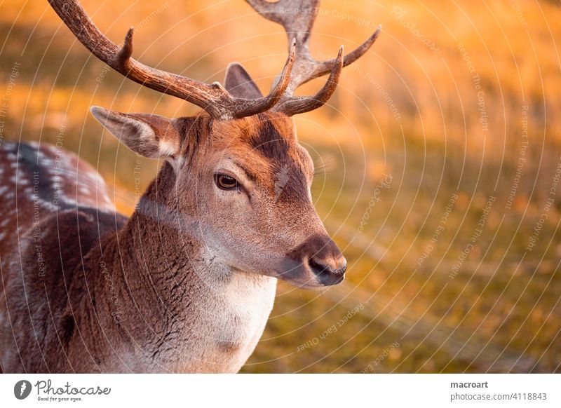 Deer in evening sun stag Evening sun Wild animal Sunlight dänner Animal antlers Bast Nature captivity Forest portrait animal portrait