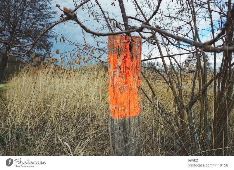 Signature Bushes Grass Plant Warning colour Colour photo Warning label Detail Deserted Close-up Exterior shot Multicoloured Tracks Simple Illuminate