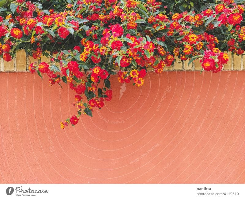 Red and orange Lantana growing up in a home wall lantana plant mediterranean decor summer summertime spring springtime red yellow green garden gardening