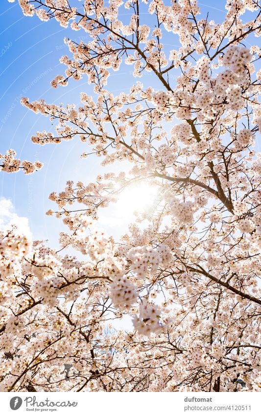 Tree with white flowers against blue sky cherry blossom Blue sky Spring Hanami Nature Blossom Plant Blossoming Cherry blossom Exterior shot Spring fever Garden