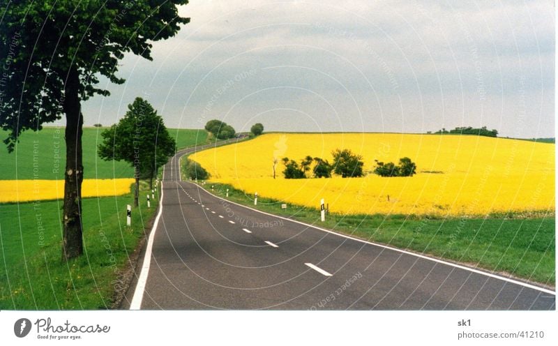 Country road with rape fields Canola Grass Meadow Yellow Green Field Tree Blossom Mountain Street Blue Nature Landscape Sky Line without car Colour