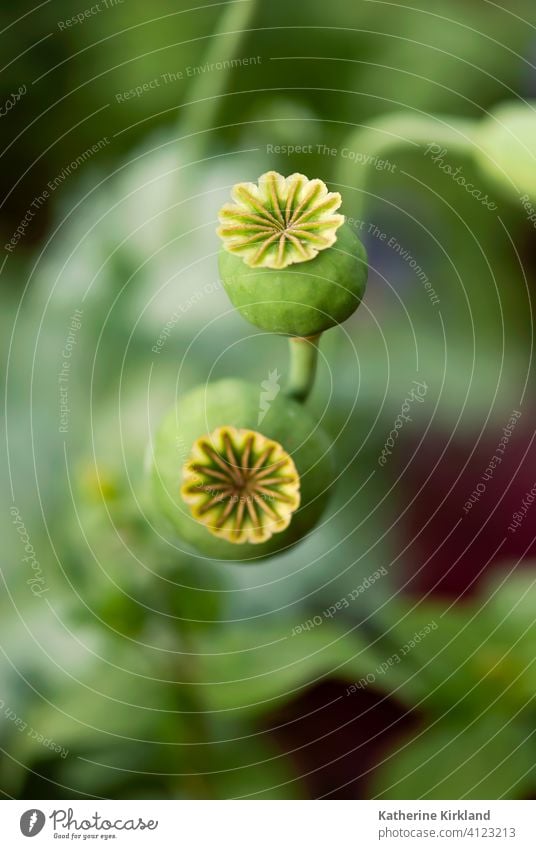 Poppy Seed Heads poppy poppies papaver seed pod head Green Nature Natural Summer Spring springtime Season Seasonal Garden Gardening Field Meadow opium medicine