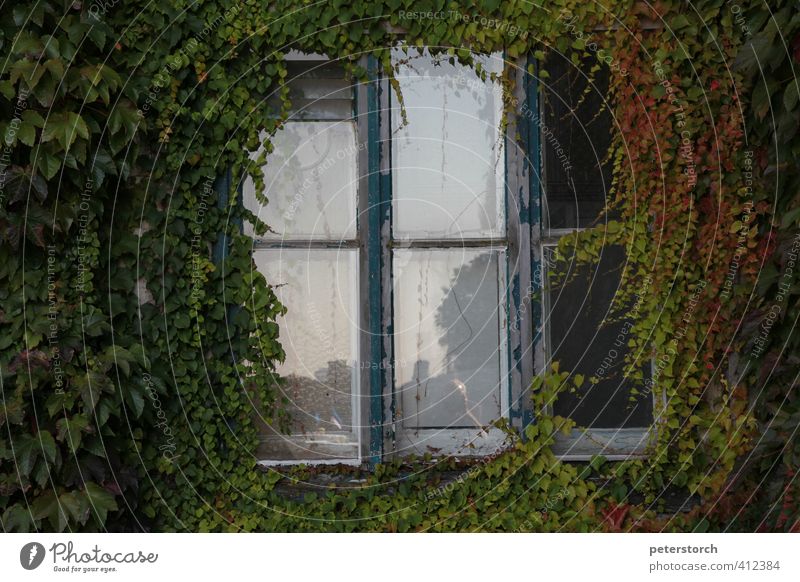 windows Virginia Creeper Castle Window Wood Glass Old Looking Exceptional Historic Safety (feeling of) Secrecy Colour Mysterious Uniqueness Nostalgia Decline