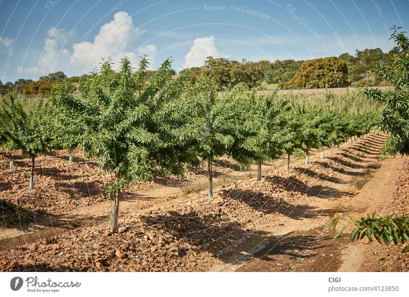 Planting and growing almond trees in spring natural food organic healthy nut leaf seed snack fruit closeup background fresh kernel nature ingredient leaves