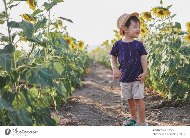 Happy little boy in green field cheerful sunflower excited nature carefree hat child smile joy childhood glad positive countryside freedom lifestyle adorable