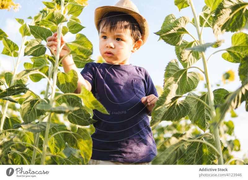 Happy little boy in green field cheerful sunflower excited nature carefree hat child smile joy childhood glad positive countryside freedom lifestyle adorable