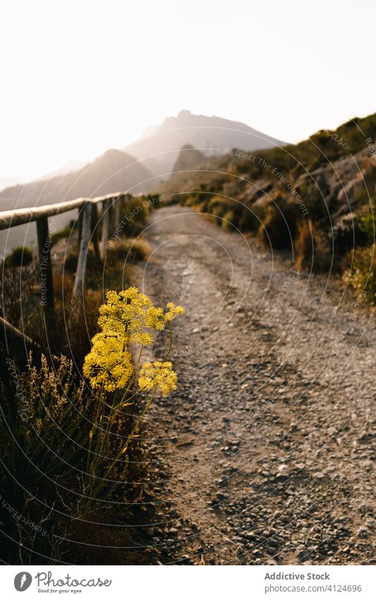 Wildflowers growing near road in countryside path mountain fog landscape nature fence flora wildflower way mist rural environment calm scenic plant route hill