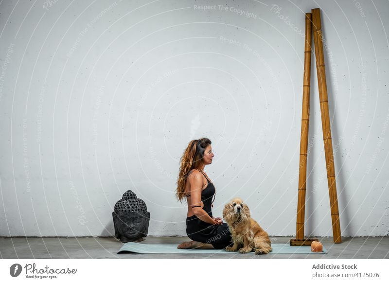 Serene woman practicing yoga near dog meditate practice padmasana content concentrate calm female serene english cocker spaniel animal domestic pose sportswear