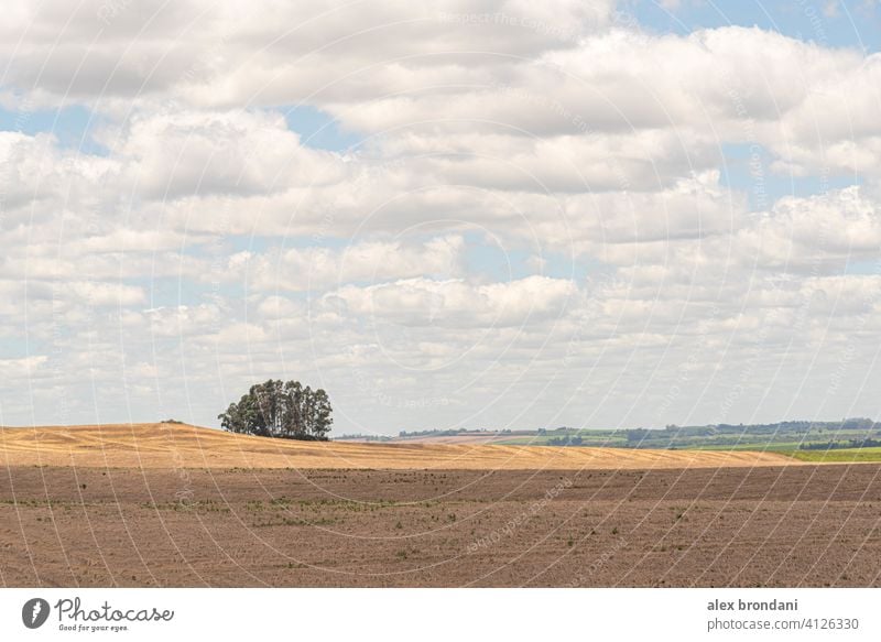 Agriculture fields in the pampa biome in the state of Rio Grande do Sul in Brazil agriculture background bean brasil brazil campo campo de soja corn straw