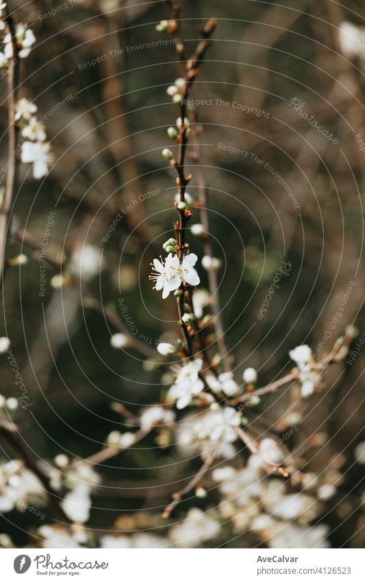 Close up wallpaper of a single flower during spring with copy space bokeh spring background border growth abstract flower background fingers fireworks good