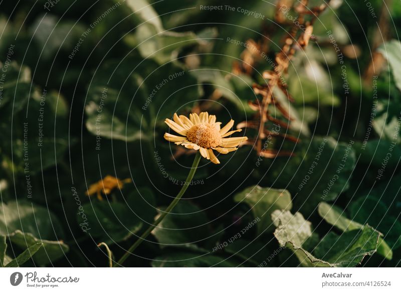 Close up wallpaper of a single flower during spring with copy space bokeh spring background border growth abstract flower background fingers fireworks good