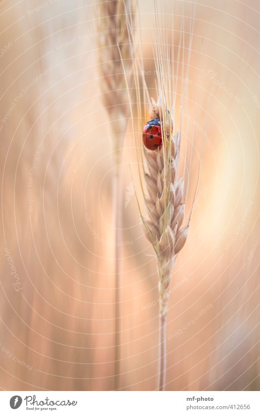 a place in the cornfield Summer Plant Field Animal Beetle Ladybird 1 Gold Orange Red Deserted Day