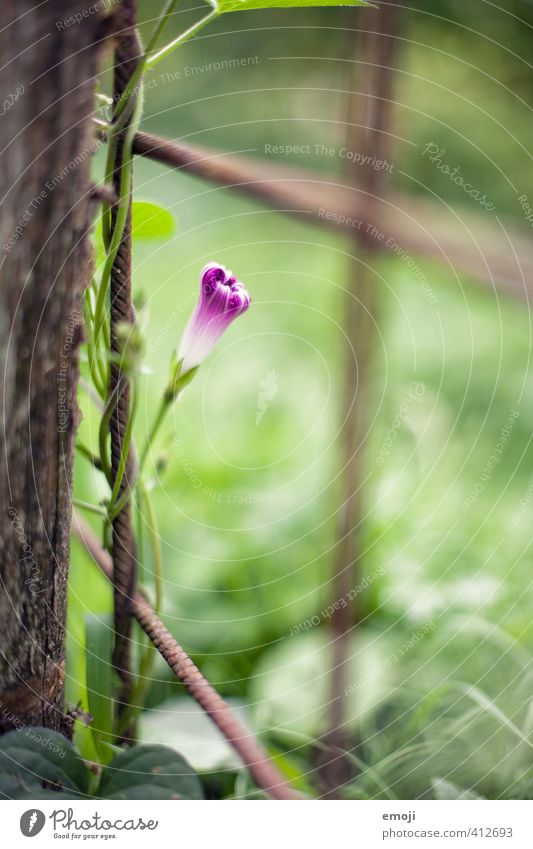 dashes of colour Environment Nature Plant Flower Garden Natural Green Violet Colour photo Exterior shot Macro (Extreme close-up) Day Shallow depth of field