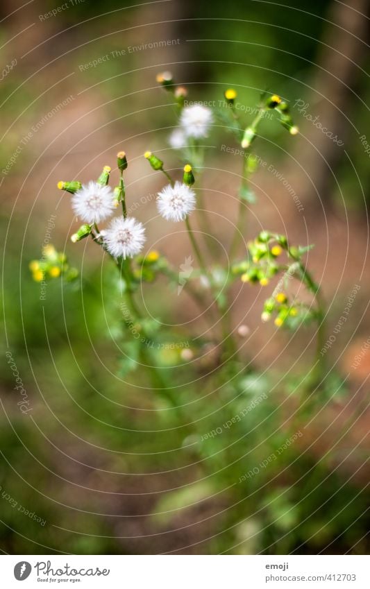 unfold Environment Nature Plant Flower Bushes Blossom Natural Green Colour photo Exterior shot Close-up Macro (Extreme close-up) Deserted Day