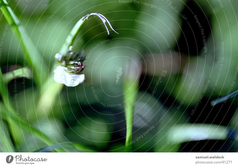 macrograss Grass Blossom Near Green Nature