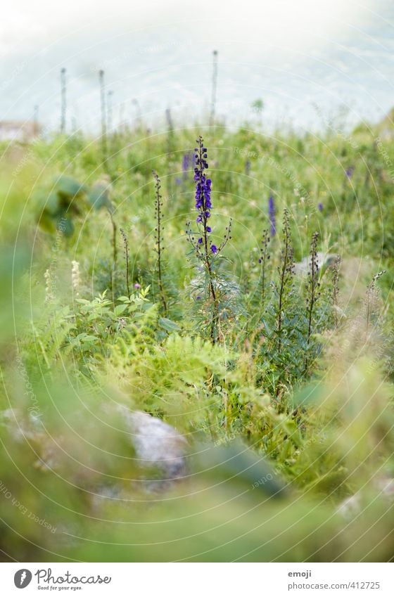 upright Environment Nature Landscape Plant Flower Bushes Natural Green Violet Colour photo Exterior shot Close-up Deserted Copy Space top Day