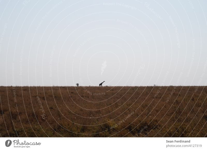 Giraffe in the distance Africa Sky Serengeti sky Horizon Steppe outdoor Freedom Wilderness