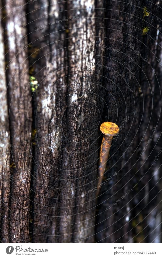 Old rusty nail. It presents itself proudly and stylishly on weathered old wood. Nail Useless Metal Steel Rust Wooden board Sadness Contrast Loneliness Brown