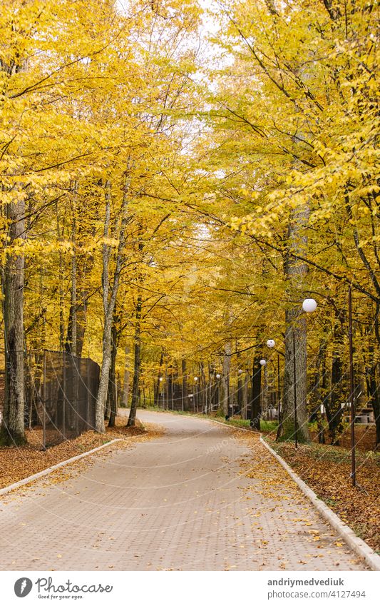 Autumn morning in the park with benches and lanterns against the background of yellow leaves. Beautiful lanterns in an autumn park beautiful nature season