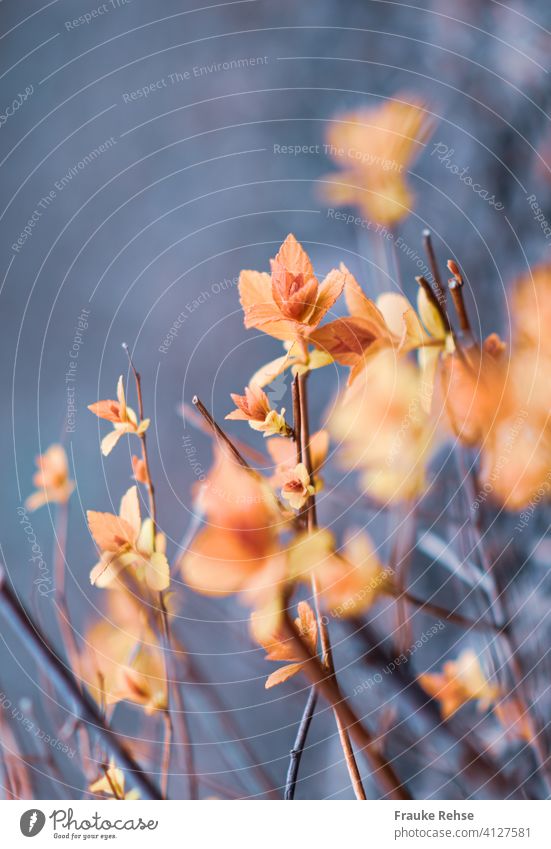 Tender new leaves in spring Expel fresh sheets Red Pink Orange Nature Spring Holiday season bud Plant Delicate Fresh New shallow depth of field