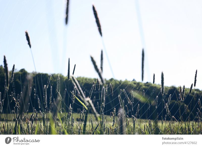 blades of grass Grass stalks Ear of corn Meadow Plant Stalk Blade of grass Flexible Delicate risp Sensitive Smooth Soft panic Pennate flicker Hissing