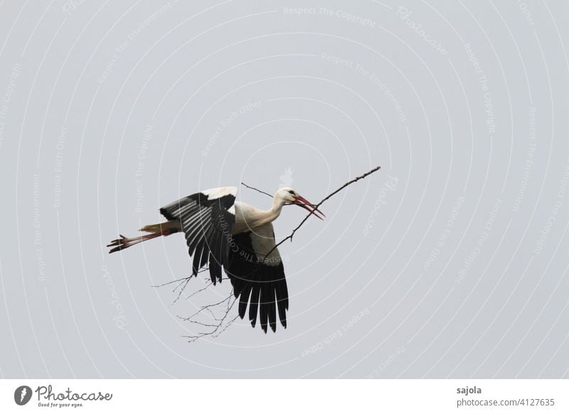 flying white stork with branch in beak White Stork Branch Flying Floating Beak Nest-building Spring fever Bird Animal Nature Exterior shot Wild animal