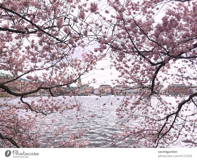 The pink cherry blossom glasses. sunny Bright sakura Japanese Sunlight Close-up Twigs and branches Positive Growth Romance Flower Sky White Fresh Idyll Blue